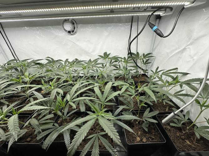 Amnesia CloneOnly LS DryAmend Run #1. Week 3