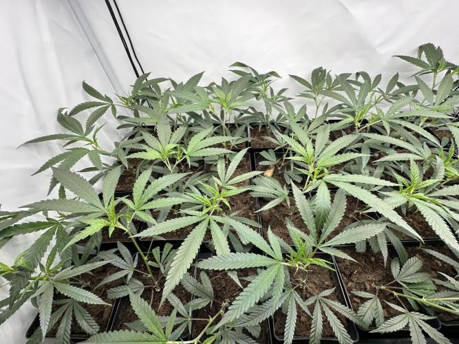 Amnesia CloneOnly LS DryAmend Run #1. Week 3