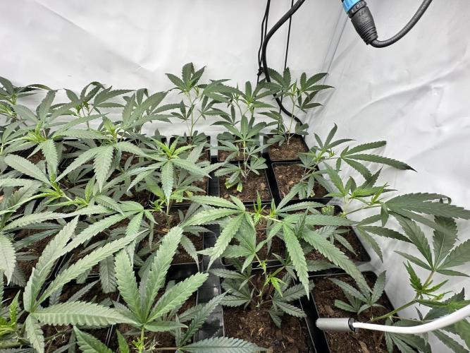 Amnesia CloneOnly LS DryAmend Run #1. Week 3