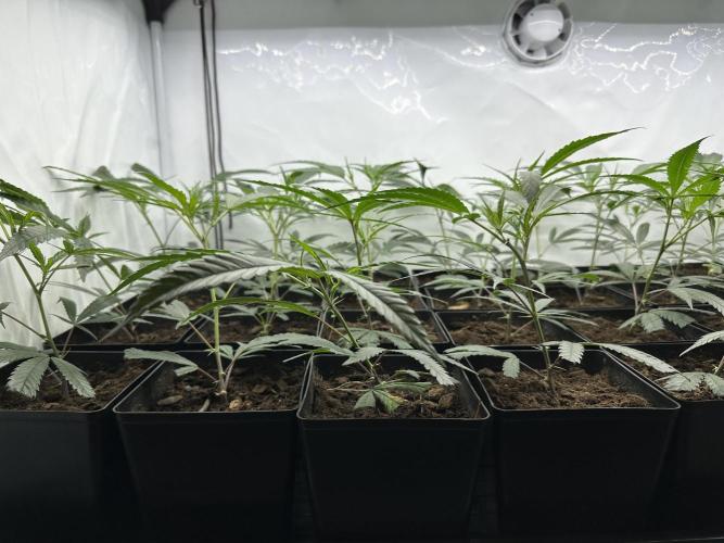Amnesia CloneOnly LS DryAmend Run #1. Week 3