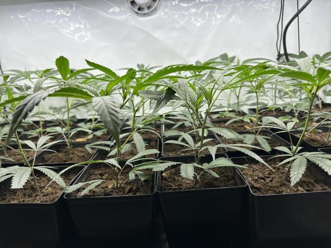 Amnesia CloneOnly LS DryAmend Run #1. Week 3