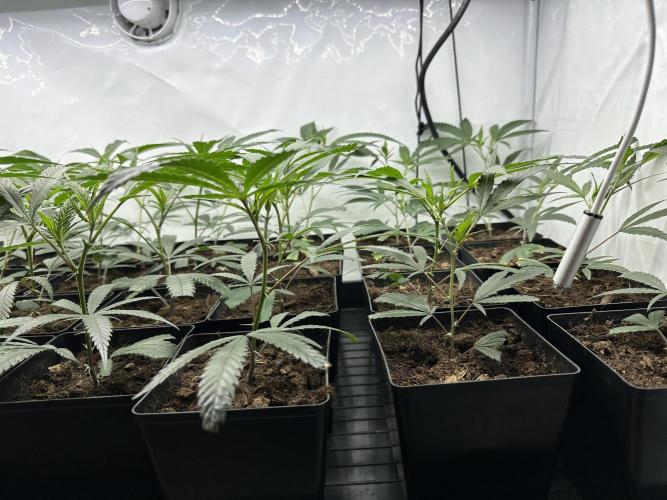 Amnesia CloneOnly LS DryAmend Run #1. Week 3