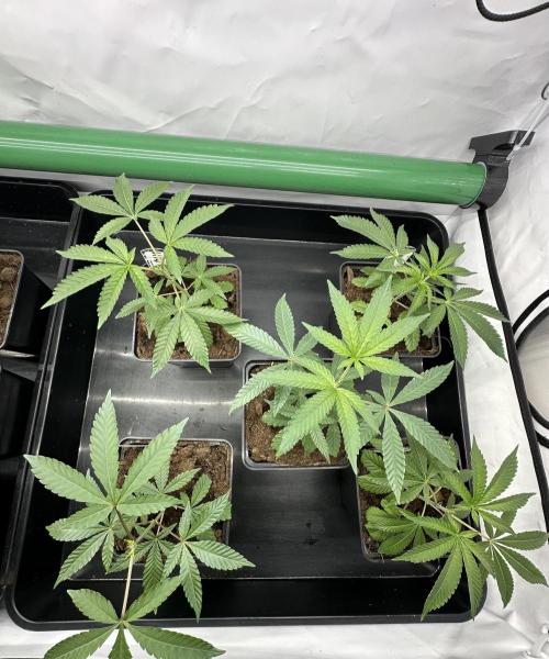 Blue Honey Keeper Hunt LS Run #1. Week 2