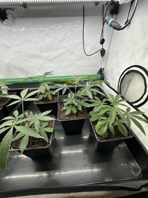 Blue Honey Keeper Hunt LS Run #1. Week 2