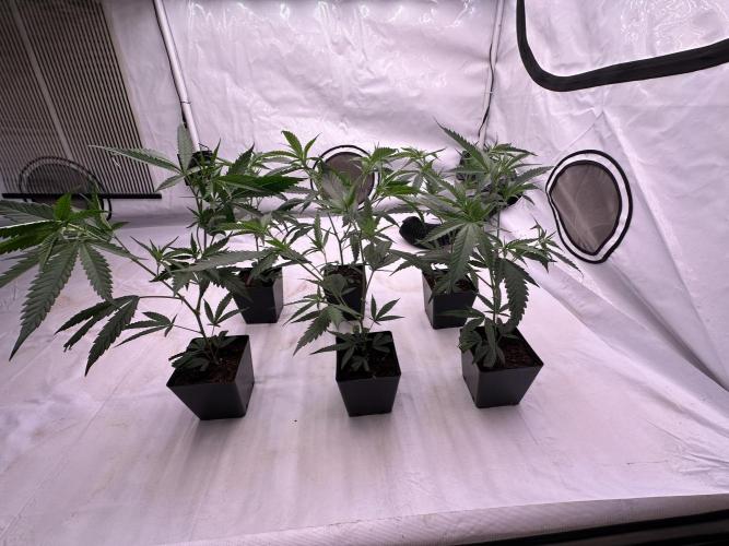 Amnesia CloneOnly LS DryAmend Run #1. Week 4 - VEG Day 25 Before Topping