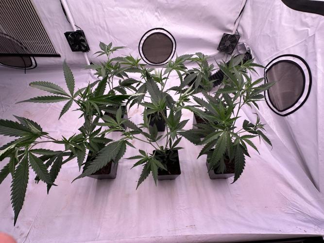 Amnesia CloneOnly LS DryAmend Run #1. Week 4 -  VEG Day 25 Before Topping