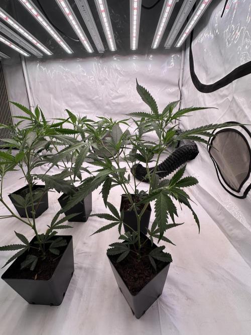 Amnesia CloneOnly LS DryAmend Run #1. Week 4 -  VEG Day 25 Before Topping