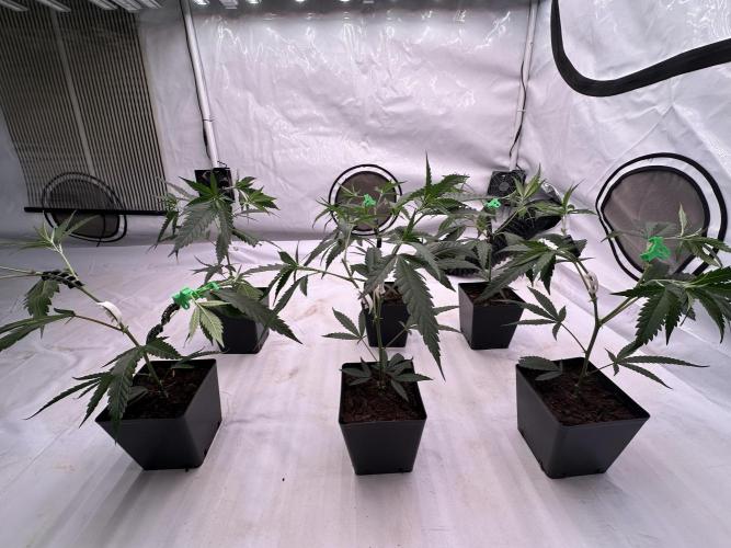 Amnesia CloneOnly LS DryAmend Run #1. Week 4 -  VEG Day 25 After Topping