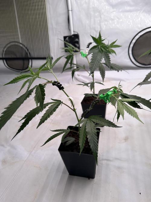 Amnesia CloneOnly LS DryAmend Run #1. Week 4 -  VEG Day 25 After Topping
