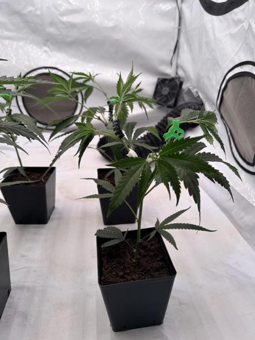 Amnesia CloneOnly LS DryAmend Run #1. Week 4 -  VEG Day 25 After Topping
