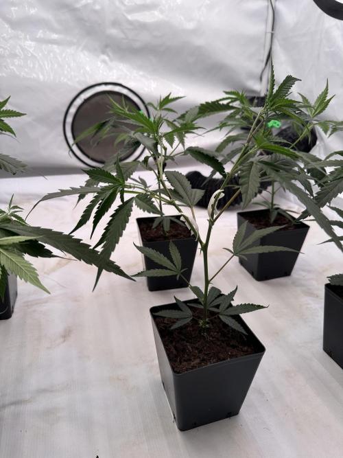 Amnesia CloneOnly LS DryAmend Run #1. Week 4 -  VEG Day 25 After Topping