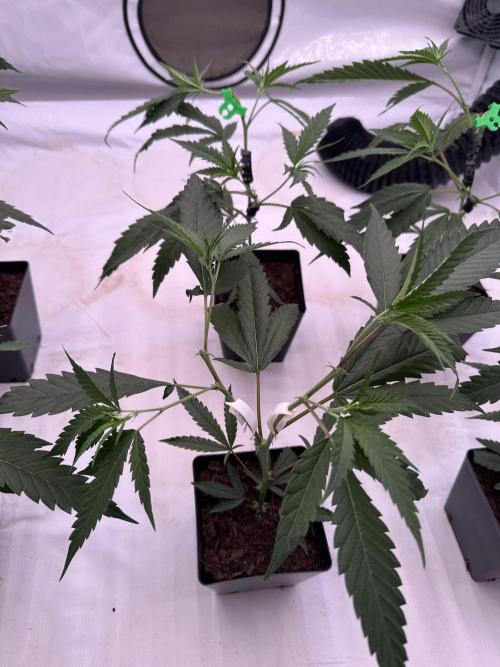 Amnesia CloneOnly LS DryAmend Run #1. Week 4 -  VEG Day 25 After Topping