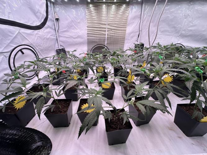 Amnesia CloneOnly LS DryAmend Run #1. Week 4 - VEG Day 25 After Topping