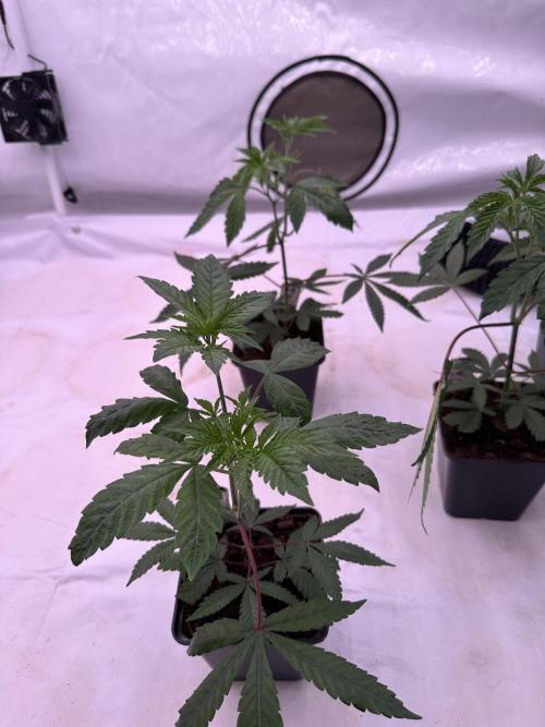 Blue Honey Keeper Hunt LS Run #1. Week 3 -  VEG Day 20 Before Topping