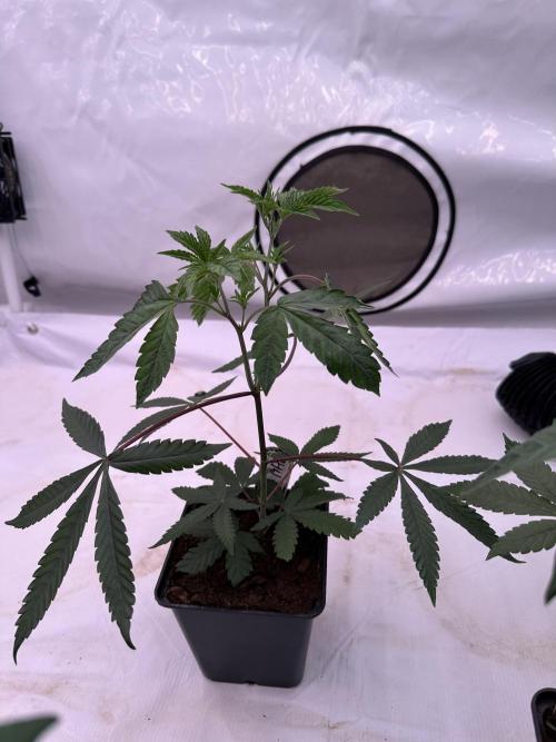 Blue Honey Keeper Hunt LS Run #1. Week 3 - VEG Day 20 Before Topping