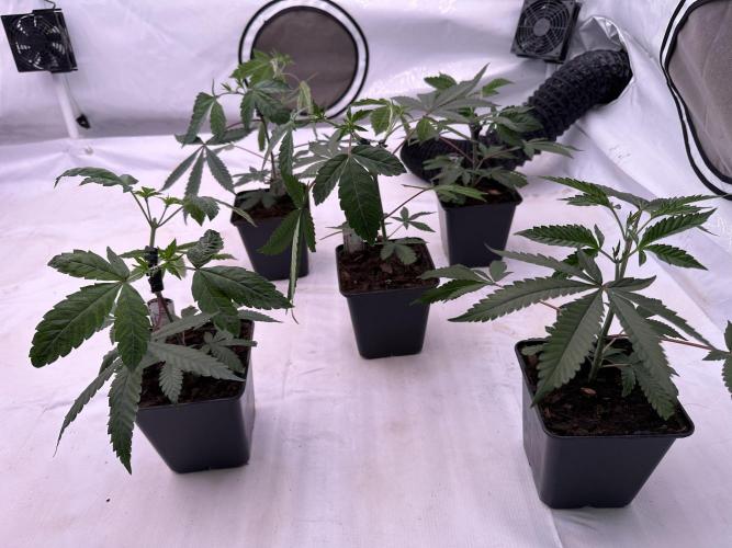 Blue Honey Keeper Hunt LS Run #1. Week 3 - VEG Day 20 After Topping
