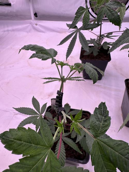 Blue Honey Keeper Hunt LS Run #1. Week 3 - VEG Day 20 After Topping