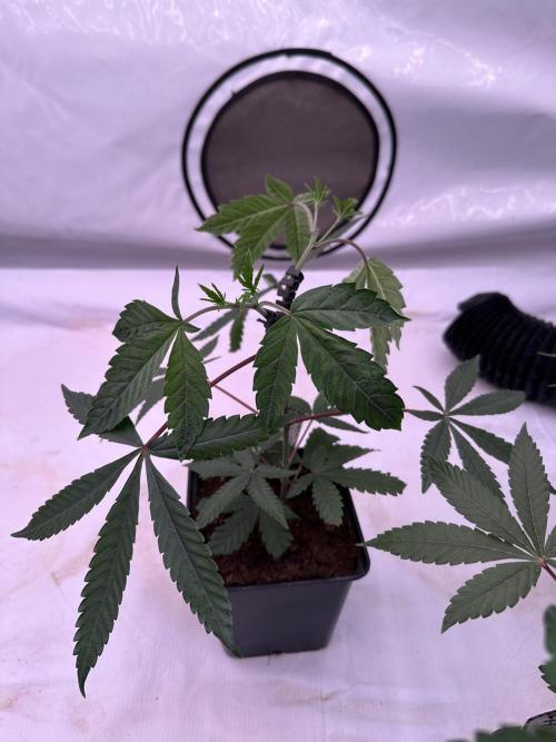 Blue Honey Keeper Hunt LS Run #1. Week 3 - VEG Day 20 After Topping