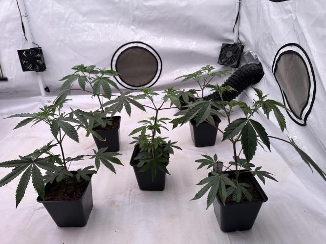 Easy Money Keeper Hunt LS Run #1. Week 3 - VEG Day 20 Before Topping