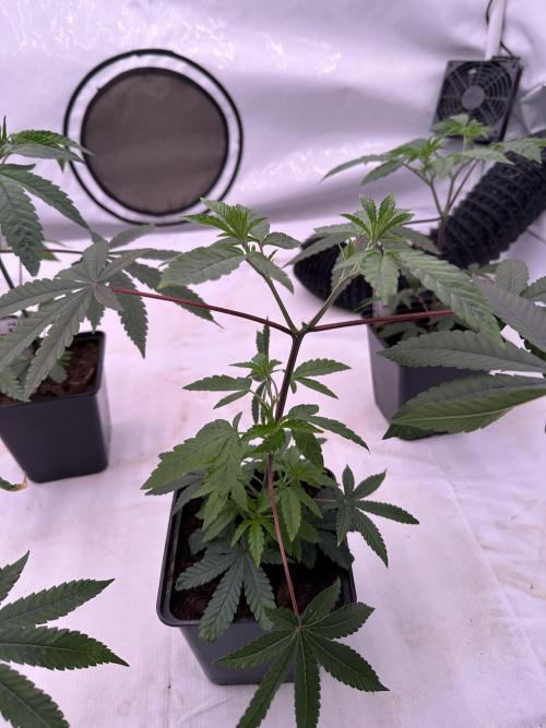 Easy Money Keeper Hunt LS Run #1. Week 3 - VEG Day 20 Before Topping