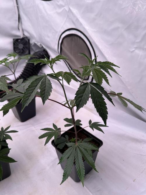 Easy Money Keeper Hunt LS Run #1. Week 3 - VEG Day 20 Before Topping