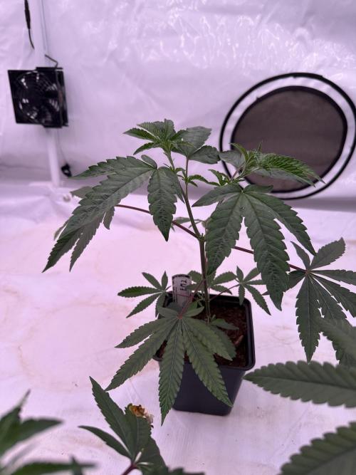 Easy Money Keeper Hunt LS Run #1. Week 3 - VEG Day 20 Before Topping