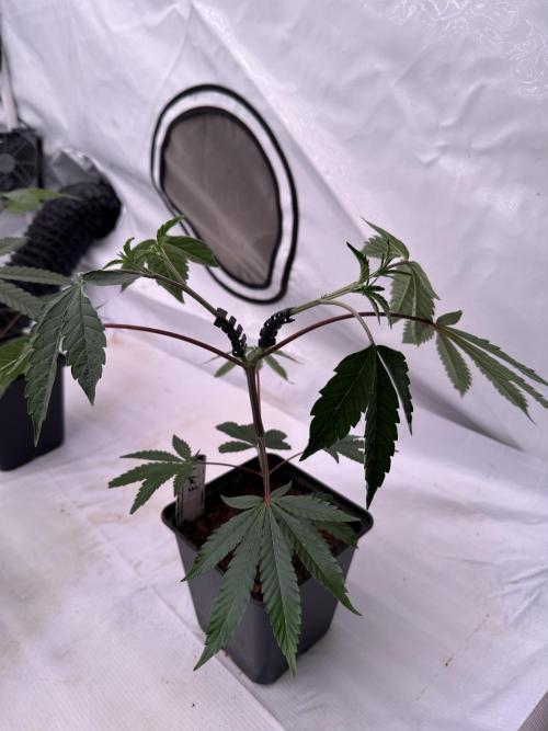 Easy Money Keeper Hunt LS Run #1. Week 3 - VEG Day 20 After Topping