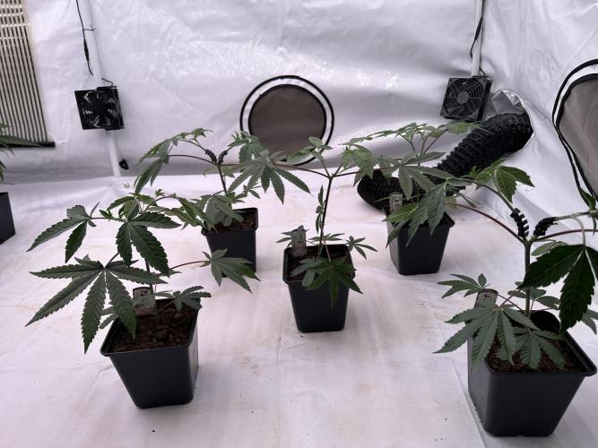Easy Money Keeper Hunt LS Run #1. Week 3 - VEG Day 20 After Topping