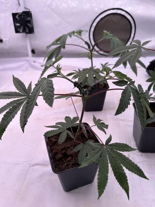 Easy Money Keeper Hunt LS Run #1. Week 3 - VEG Day 20 After Topping