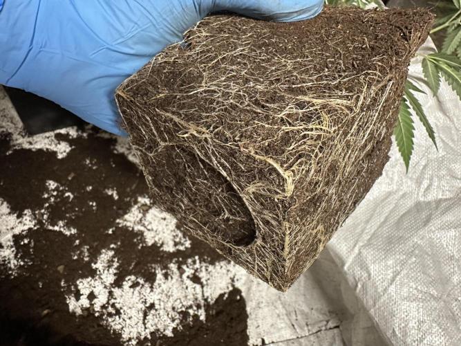 Amnesia CloneOnly LS DryAmend Run #1. Week 5 - Clone roots before repotting.