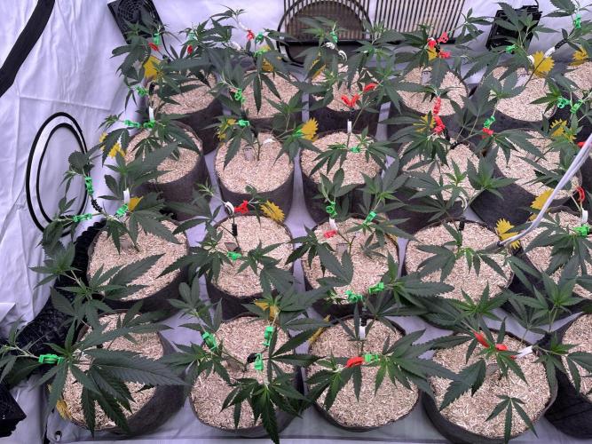 Amnesia CloneOnly LS DryAmend Run #1. Week 5 - VEG DAY 30 just after repotting