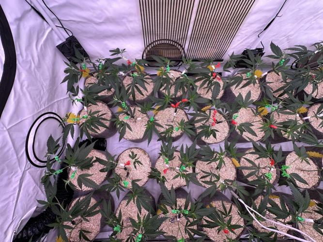 Amnesia CloneOnly LS DryAmend Run #1. Week 5 - VEG DAY 30 just after repotting