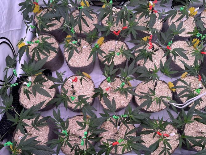 Amnesia CloneOnly LS DryAmend Run #1. Week 5 - VEG DAY 30 just after repotting