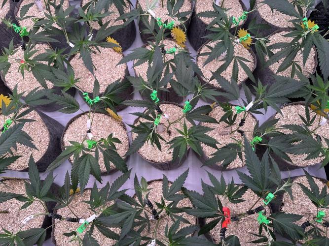 Amnesia CloneOnly LS DryAmend Run #1. Week 5 - VEG DAY 30 just after repotting