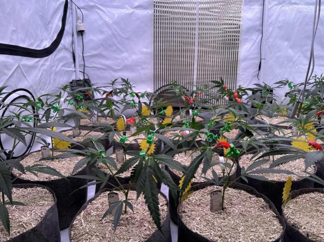 Amnesia CloneOnly LS DryAmend Run #1. Week 5 - VEG DAY 30 just after repotting
