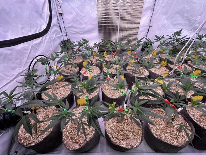 Amnesia CloneOnly LS DryAmend Run #1. Week 5 - VEG DAY 31 a day  after repotting