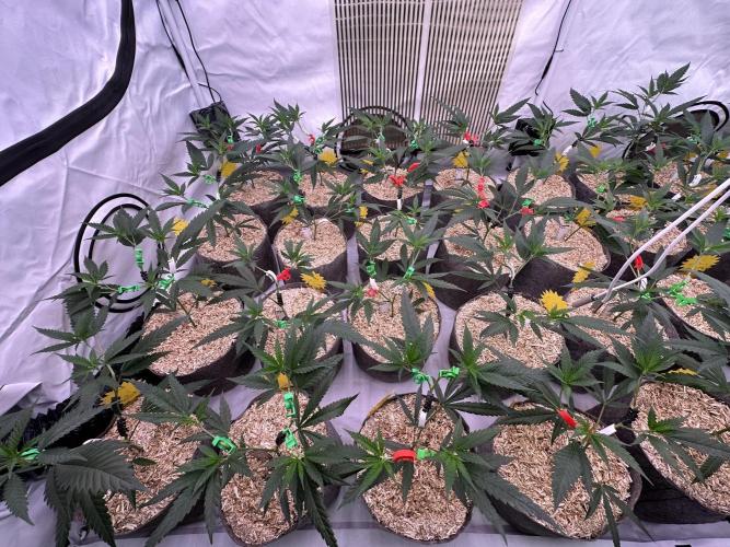 Amnesia CloneOnly LS DryAmend Run #1. Week 5 - VEG DAY 31 a day  after repotting