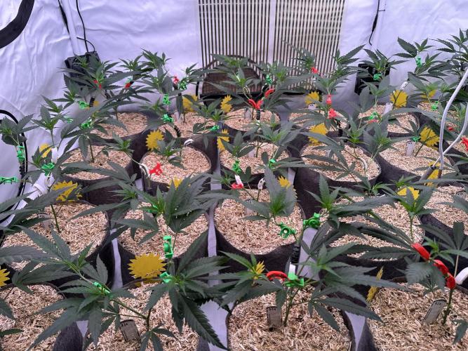 Amnesia CloneOnly LS DryAmend Run #1. Week 5 - VEG DAY 31 a day  after repotting