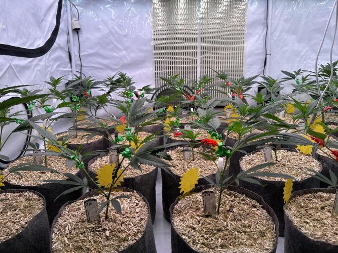 Amnesia CloneOnly LS DryAmend Run #1. Week 5 - VEG DAY 31 a day  after repotting
