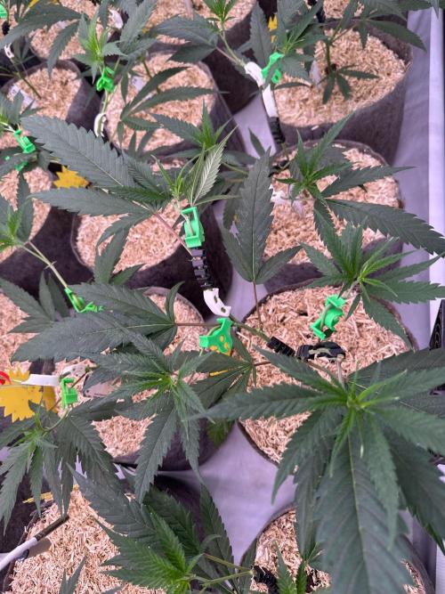Amnesia CloneOnly LS DryAmend Run #1. Week 5 - VEG DAY 31 a day  after repotting