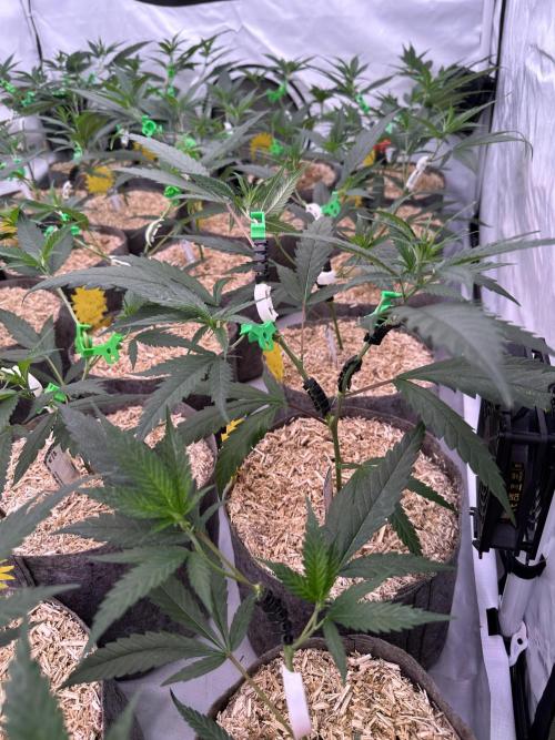 Amnesia CloneOnly LS DryAmend Run #1. Week 5 - VEG DAY 31 a day  after repotting