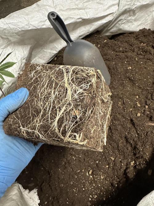 Easy Money Keeper Hunt LS Run #1. Week 4 - EM 1 Clone roots