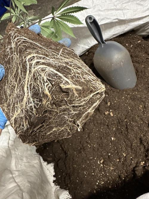 Easy Money Keeper Hunt LS Run #1. Week 4 - EM 1 Clone roots