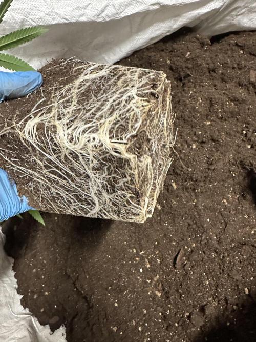 Easy Money Keeper Hunt LS Run #1. Week 4 - EM 2 Clone roots