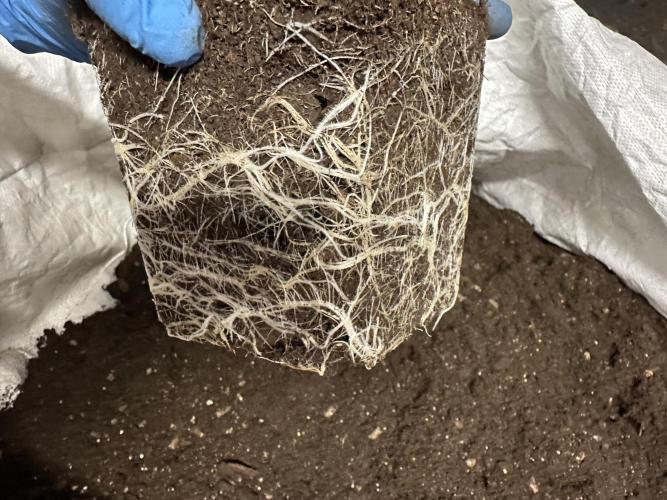 Easy Money Keeper Hunt LS Run #1. Week 4 - EM 2 Clone roots