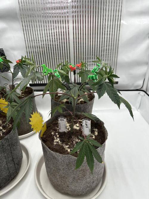 Easy Money Keeper Hunt LS Run #1. Week 4 - VEG DAY 25 just after repotting