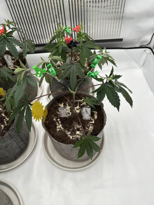 Easy Money Keeper Hunt LS Run #1. Week 4 - VEG DAY 25 just after repotting