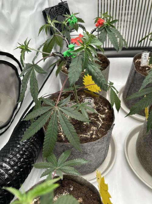 Easy Money Keeper Hunt LS Run #1. Week 4 - VEG DAY 25 just after repotting
