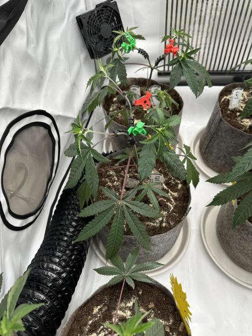 Easy Money Keeper Hunt LS Run #1. Week 4 - VEG DAY 25 just after repotting