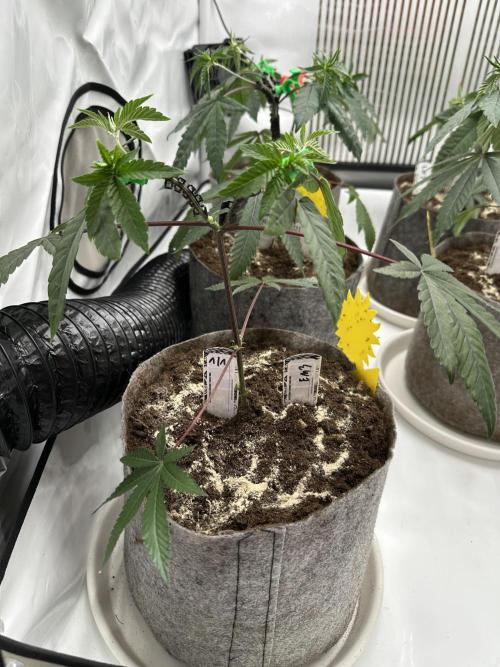 Easy Money Keeper Hunt LS Run #1. Week 4 - VEG DAY 25 just after repotting